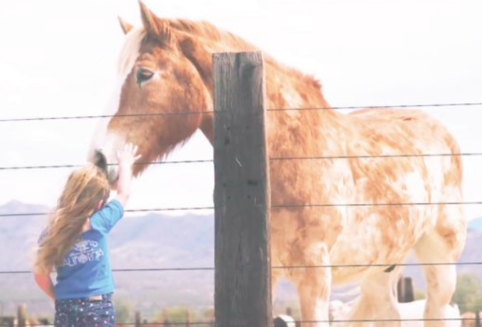 Area Ranch Rescues Kids as well as Horses