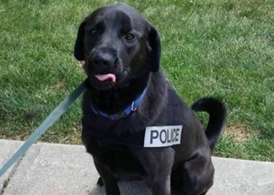 Police Trained Sniffer Dog
