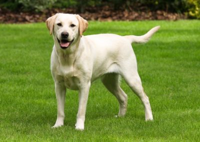 Scottsdale is Leg Up on Being a Pet Friendly City