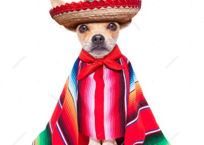 Chihuahua Races and Car Show!