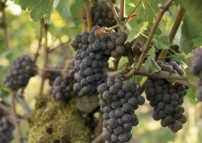 No Whining on Wine Day!