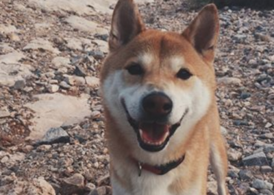 Hiking with Your Pooch!