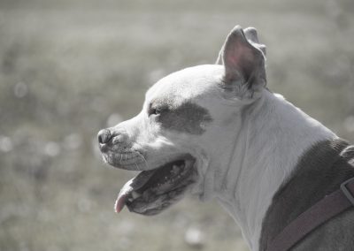 Bad Foods for Your Pooch’s Eyes