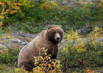 Keep Grizzly’s Away!