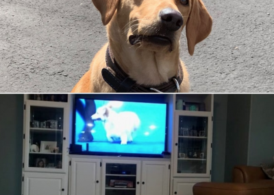 Bomb Dog Enjoys Dog TV