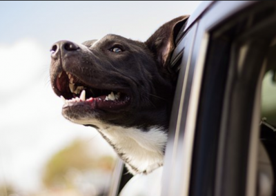 Pets in the Heat
