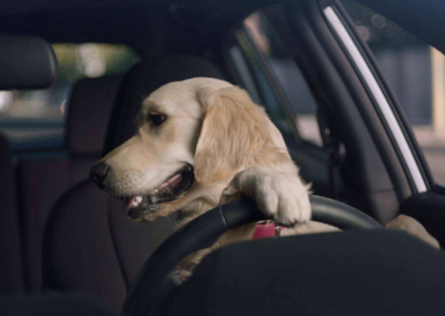 Pets in Hot Cars Penalties