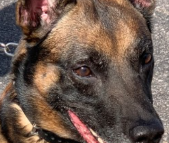 K9 Sjo Sends a Message
