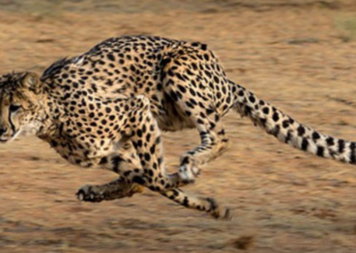 Cheetahs Sprint Faster Than Speed Limit