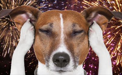 July 4 Safety Tips for Pets