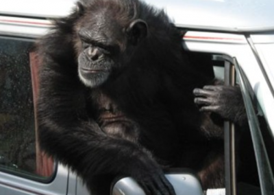 Gorilla Travels